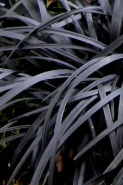 Black Mondo Grass (Ophiopogon Planiscapus 'Nigrescens') - 5 Pack Of Quart Pots -Garden Plants shop Mondo Grass Black 10