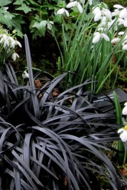 Black Mondo Grass (Ophiopogon Planiscapus 'Nigrescens') - 5 Pack Of Quart Pots -Garden Plants shop Mondo Grass Black 11