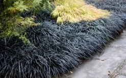 Black Mondo Grass (Ophiopogon Planiscapus 'Nigrescens') - 5 Pack Of Quart Pots -Garden Plants shop Mondo Grass Black 12