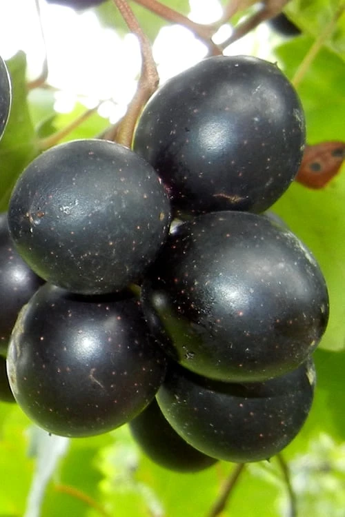 Cowart Black Muscadine Grape Vine - 1 Gallon Pot Cowart Black Muscadine Grape Vine - 1 Gallon Pot -Garden Plants shop Muscadine Cowart 1