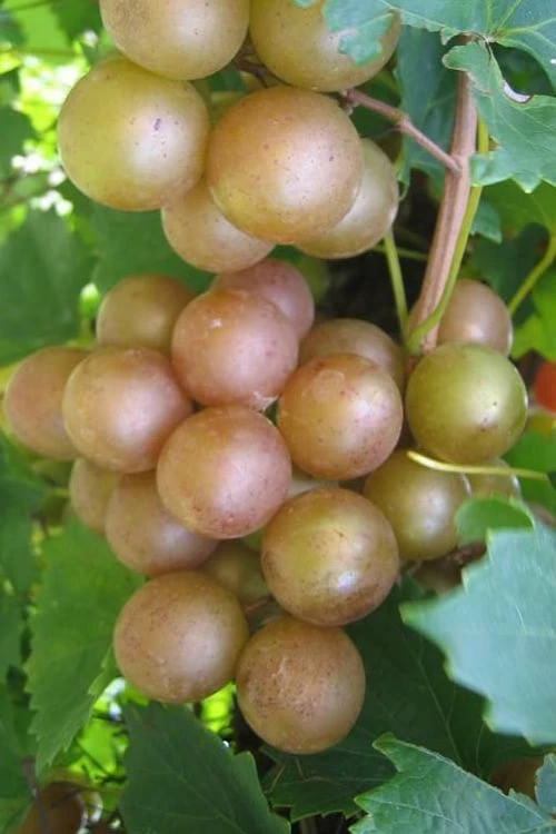 Fry Bronze Muscadine Grape Vine - 6 Pack of 1 Gallon Pots Fry Bronze Muscadine Grape Vine - 6 Pack Of 1 Gallon Pots -Garden Plants shop Muscadine Fry 1 1