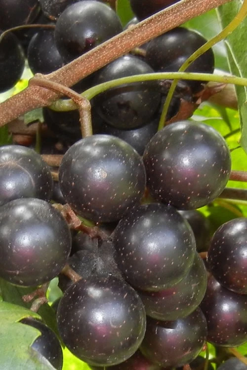 Lane Muscadine Grape Vine (Self Fertile) - 1 Gallon Pot Lane Muscadine Grape Vine (Self Fertile) - 1 Gallon Pot -Garden Plants shop Muscadine Lane 500x750 1