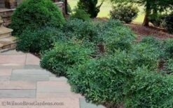 Harbor Belle Dwarf Nandina - 3 Gallon Pot -Garden Plants shop Nandina Harbor Belle 11 1