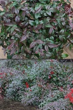 Harbor Belle Dwarf Nandina - 1 Gallon Pot -Garden Plants shop Nandina Harbor Belle 500x750 1