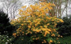 Escatawpa Florida Flame Native Azalea (Rhododendron Austrinum) - 3 Gallon Pot -Garden Plants shop Native Azalea Escatawpa 4