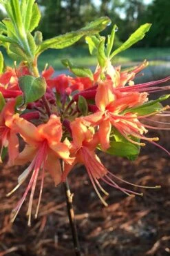 Evening Sunset Native Azalea (Rhododendron Austrinum) - 3 Gallon Pot -Garden Plants shop Native Azalea Evening Sunset 1
