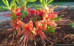 Evening Sunset Native Azalea (Rhododendron Austrinum) - 3 Gallon Pot -Garden Plants shop Native Azalea Evening Sunset 2