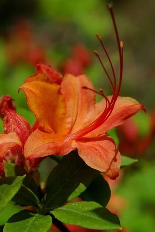 Flame Azalea (Rhododendron calendulaceum) - 3 Gallon Pot Flame Azalea (Rhododendron Calendulaceum) - 3 Gallon Pot -Garden Plants shop Native Azalea Flame 1