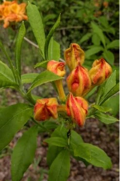 Flame Azalea (Rhododendron Calendulaceum) - 3 Gallon Pot 4 Flame Azalea (Rhododendron Calendulaceum) - 3 Gallon Pot -Garden Plants shop Native Azalea Flame 14