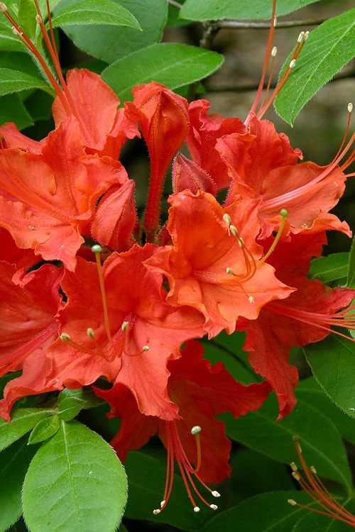 Flame Azalea (Rhododendron calendulaceum) - 3 Gallon Pot Flame Azalea (Rhododendron Calendulaceum) - 3 Gallon Pot -Garden Plants shop Native Azalea Flame 16