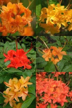 Flame Azalea (Rhododendron Calendulaceum) - 3 Gallon Pot 3 Flame Azalea (Rhododendron Calendulaceum) - 3 Gallon Pot -Garden Plants shop Native Azalea Flame 17