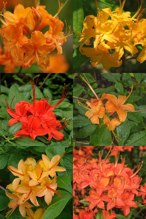Flame Azalea (Rhododendron calendulaceum) - 3 Gallon Pot Flame Azalea (Rhododendron Calendulaceum) - 3 Gallon Pot -Garden Plants shop Native Azalea Flame 17