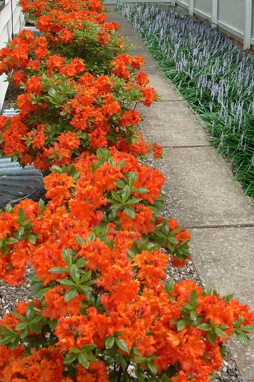 Flame Azalea (Rhododendron calendulaceum) - 3 Gallon Pot Flame Azalea (Rhododendron Calendulaceum) - 3 Gallon Pot -Garden Plants shop Native Azalea Flame 20