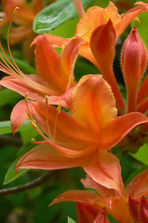 Flame Azalea (Rhododendron calendulaceum) - 3 Gallon Pot Flame Azalea (Rhododendron Calendulaceum) - 3 Gallon Pot -Garden Plants shop Native Azalea Flame 4