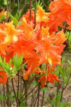 Frontier Gold Aromi Azalea (Rhododendron Hybrid) - 3 Gallon Pot -Garden Plants shop Native Azalea Frontier Gold 2 1