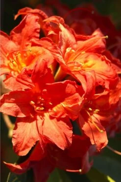 Great Balls Of Fire Aromi Azalea (Rhododendron) - 1 Gallon Pot 3 Great Balls Of Fire Aromi Azalea (Rhododendron) - 1 Gallon Pot -Garden Plants shop Native Azalea Great Balls Of Fire 1