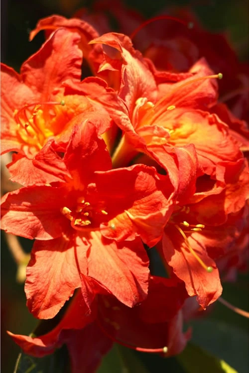 Great Balls of Fire Aromi Azalea (Rhododendron) - 1 Gallon Pot Great Balls Of Fire Aromi Azalea (Rhododendron) - 1 Gallon Pot -Garden Plants shop Native Azalea Great Balls Of Fire 1