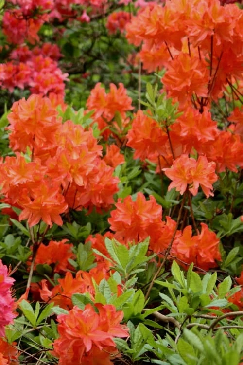 Great Balls of Fire Aromi Azalea (Rhododendron) - 1 Gallon Pot Great Balls Of Fire Aromi Azalea (Rhododendron) - 1 Gallon Pot -Garden Plants shop Native Azalea Great Balls Of Fire 2