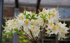 High Tide Aromi Azalea (Deciduous Rhododendron Hybrid) - 3 Gallon Pot -Garden Plants shop Native Azalea High Tide 2 1