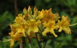 Jane's Gold Aromi Azalea (Rhododendron Hybrid) - 3 Gallon Pot -Garden Plants shop Native Azalea Janes Gold 1