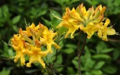 Jane's Gold Aromi Azalea (Rhododendron Hybrid) - 3 Gallon Pot -Garden Plants shop Native Azalea Janes Gold 3