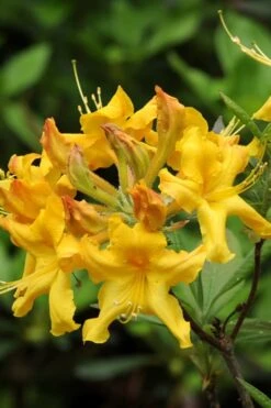 Jane's Gold Aromi Azalea (Rhododendron Hybrid) - 3 Gallon Pot -Garden Plants shop Native Azalea Janes Gold 4