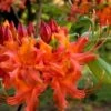 Oconee Native Azalea - Rhododendron Flammeum Speciosum - 1 Gallon Pot