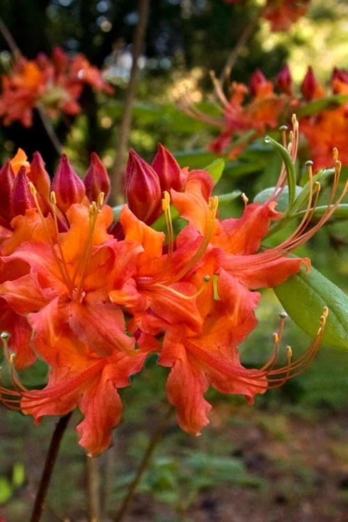 Oconee Native Azalea - Rhododendron flammeum speciosum - 1 Gallon Pot Oconee Native Azalea - Rhododendron Flammeum Speciosum - 1 Gallon Pot -Garden Plants shop Native Azalea Oconee Flammeum 11