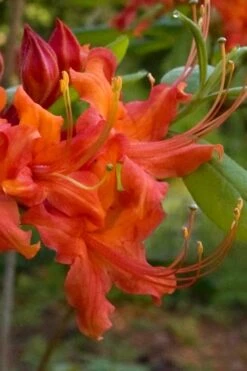 Oconee Native Azalea - Rhododendron Flammeum Speciosum - 3 Gallon Pot -Garden Plants shop Native Azalea Oconee Flammeum 12 1
