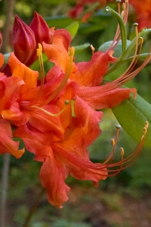 Oconee Native Azalea - Rhododendron flammeum speciosum - 1 Gallon Pot Oconee Native Azalea - Rhododendron Flammeum Speciosum - 1 Gallon Pot -Garden Plants shop Native Azalea Oconee Flammeum 12