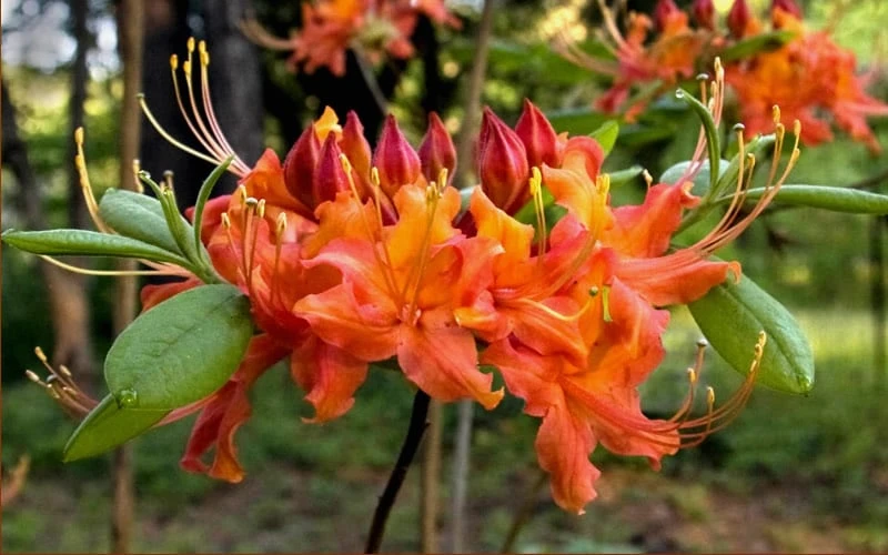 Oconee Native Azalea - Rhododendron flammeum speciosum - 1 Gallon Pot Oconee Native Azalea - Rhododendron Flammeum Speciosum - 1 Gallon Pot -Garden Plants shop Native Azalea Oconee Flammeum 20