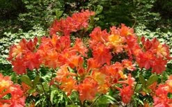 Oconee Native Azalea - Rhododendron Flammeum Speciosum - 3 Gallon Pot -Garden Plants shop Native Azalea Oconee Flammeum 4 1