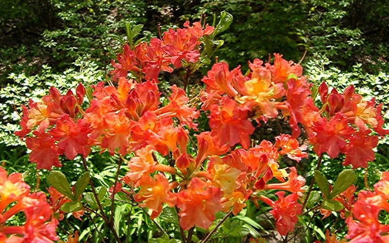 Oconee Native Azalea - Rhododendron flammeum speciosum - 1 Gallon Pot Oconee Native Azalea - Rhododendron Flammeum Speciosum - 1 Gallon Pot -Garden Plants shop Native Azalea Oconee Flammeum 4