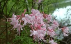Pink Alabama Native Azalea - Rhododendron - 3 Gallon Pot -Garden Plants shop Native Azalea Pink Alabamense 3