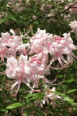Pink Alabama Native Azalea - Rhododendron - 3 Gallon Pot -Garden Plants shop Native Azalea Pink Alabamense 5