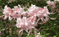 Pink Alabama Native Azalea - Rhododendron - 3 Gallon Pot -Garden Plants shop Native Azalea Pink Alabamense 7