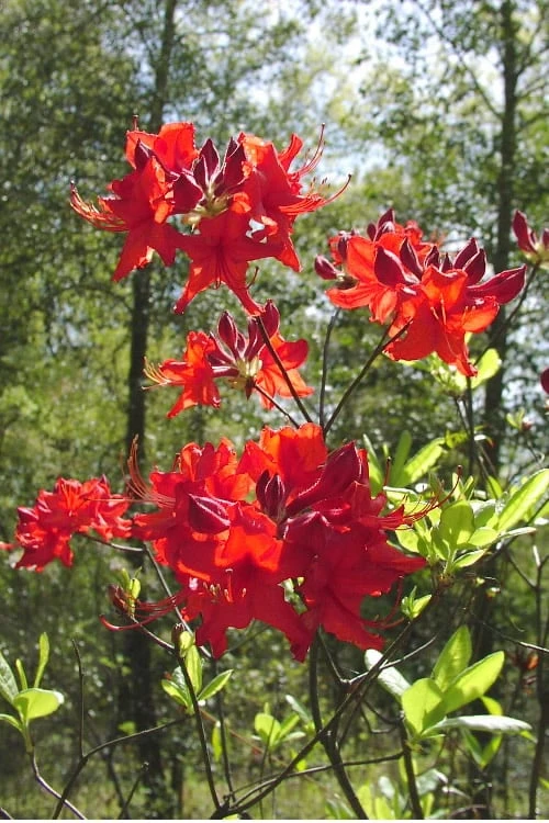 Radiant Red Aromi Azalea (Rhododendron hybrid) - 1 Gallon Pot Radiant Red Aromi Azalea (Rhododendron Hybrid) - 1 Gallon Pot -Garden Plants shop Native Azalea Radiant Red 6