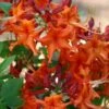 Red Pepper Aromi Azalea (Rhododendron Hybrid) - 1 Gallon Pot