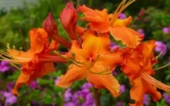 Red Pepper Aromi Azalea (Rhododendron Hybrid) - 1 Gallon Pot -Garden Plants shop Native Azalea Red Pepper 2