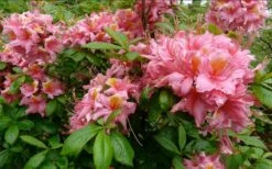 Samford Sorbet Native Azalea (Rhododendron) - 3 Gallon Pot 3 Samford Sorbet Native Azalea (Rhododendron) - 3 Gallon Pot -Garden Plants shop Native Azalea Samford Sorbet 1