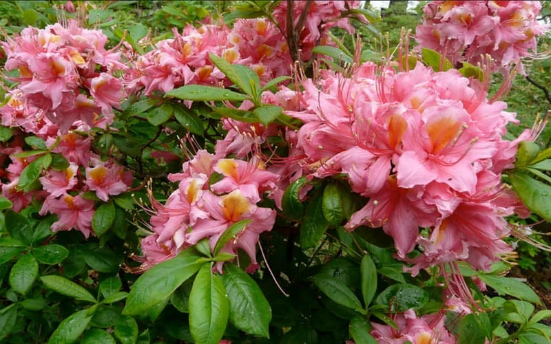 Samford Sorbet Native Azalea (Rhododendron) - 3 Gallon Pot Samford Sorbet Native Azalea (Rhododendron) - 3 Gallon Pot -Garden Plants shop Native Azalea Samford Sorbet 1
