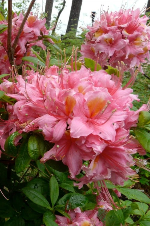 Samford Sorbet Native Azalea (Rhododendron) - 3 Gallon Pot Samford Sorbet Native Azalea (Rhododendron) - 3 Gallon Pot -Garden Plants shop Native Azalea Samford Sorbet 3