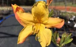 Spring Fanfare Aromi Azalea (Rhododendron Hybrid) - 1 Gallon Pot -Garden Plants shop Native Azalea Spring Fanfare 3