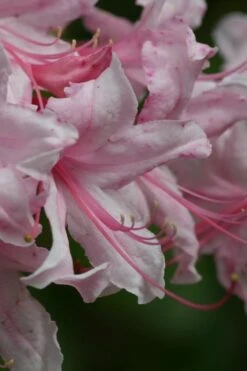 Spring Sensation Aromi Azalea (Rhododendron Hybrid) - 3 Gallon Pot -Garden Plants shop Native Azalea Spring Sensation 2