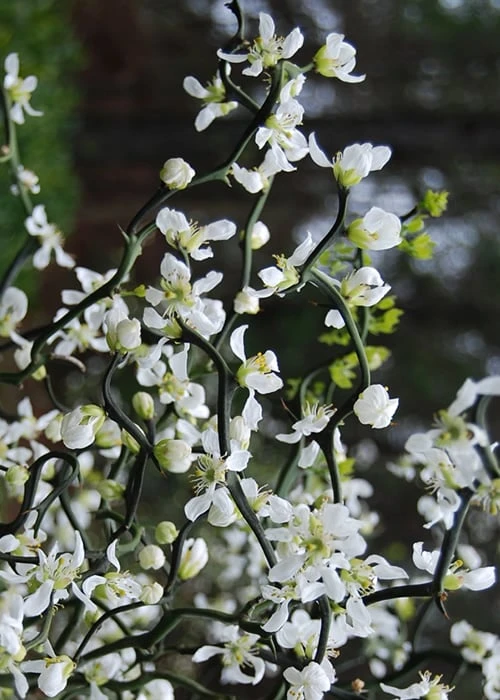Flying Dragon Hardy Orange Tree - 7 Gallon Pot (3-4') Flying Dragon Hardy Orange Tree - 7 Gallon Pot (3-4') -Garden Plants shop Orange Flying Dragon 10 1