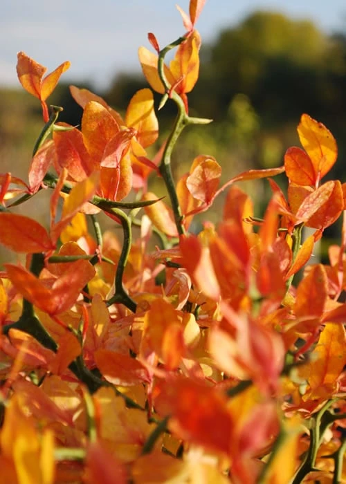 Flying Dragon Hardy Orange Tree - 7 Gallon Pot (3-4') Flying Dragon Hardy Orange Tree - 7 Gallon Pot (3-4') -Garden Plants shop Orange Flying Dragon 13 1