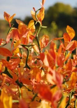 Flying Dragon Hardy Orange Tree - 7 Gallon Pot (5-6') (COPY) -Garden Plants shop Orange Flying Dragon 13 2