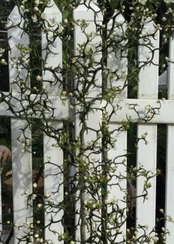 Flying Dragon Hardy Orange Tree - 7 Gallon Pot (3-4') 8 Flying Dragon Hardy Orange Tree - 7 Gallon Pot (3-4') -Garden Plants shop Orange Flying Dragon 3 1