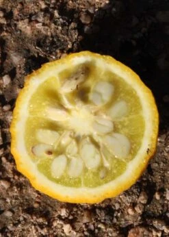 Flying Dragon Hardy Orange Tree - 7 Gallon Pot (3-4') 10 Flying Dragon Hardy Orange Tree - 7 Gallon Pot (3-4') -Garden Plants shop Orange Flying Dragon 5 1