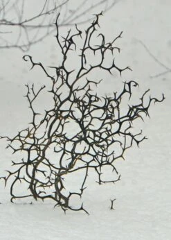 Flying Dragon Hardy Orange Tree - 7 Gallon Pot (3-4') 7 Flying Dragon Hardy Orange Tree - 7 Gallon Pot (3-4') -Garden Plants shop Orange Flying Dragon 7 1